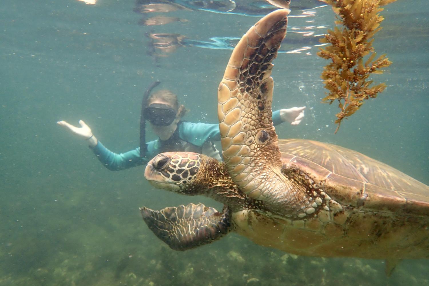 一名<a href='http://2gp.web-sitemap.shineoncreatives.net'>全球十大赌钱排行app</a>学生在Galápagos群岛游学途中与一只巨龟游泳.